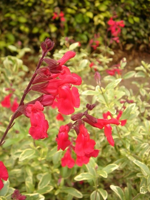 Salvia microphylla 'Desert Blaze'